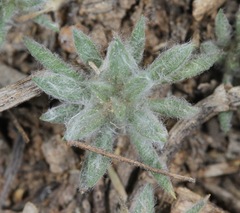 Plantago patagonica