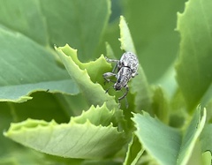 Sitona cylindricollis