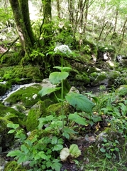 Valeriana pyrenaica