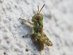 Melanoplus splendidus