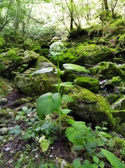 Valeriana pyrenaica