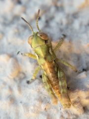 Melanoplus splendidus