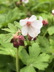Geranium