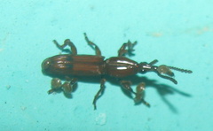 Trachelizus