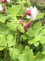 Geranium