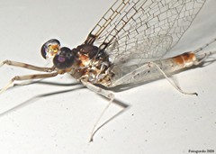 Maccaffertium pulchellum