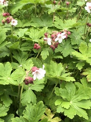 Geranium