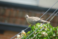 Streptopelia decaocto