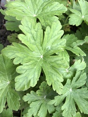 Geranium