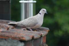 Streptopelia decaocto