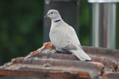 Streptopelia decaocto