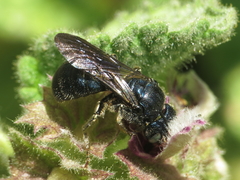 Ceratina chalcites