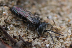 Tachysphex nitidus