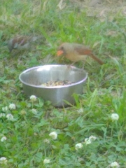 Cardinalis cardinalis