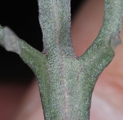 Teucrium laciniatum