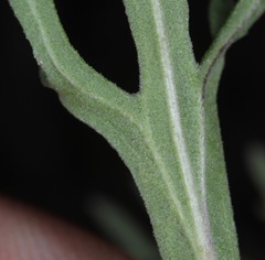 Teucrium laciniatum