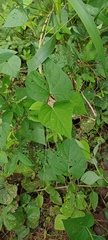 Tinospora
