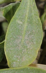 Ditaxis humilis