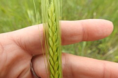 Triticum monococcum boeoticum