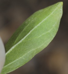 Ditaxis humilis