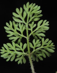 Daucus pusillus