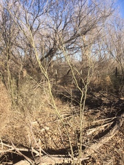 Erythrostemon gilliesii