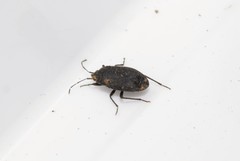 Lethaeus cribratissimus