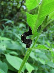 Thysanoplusia reticulata