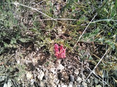 Astragalus monspessulanus