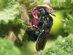 Ceratina chalcites