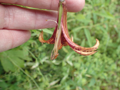 Lilium canadense