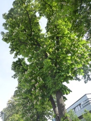 Aesculus hippocastanum