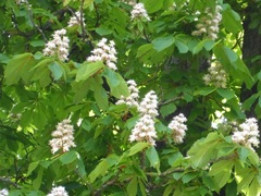 Aesculus hippocastanum