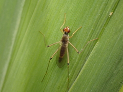 Diptera
