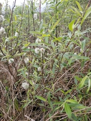 Salix pedicellaris
