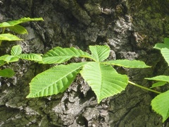 Aesculus hippocastanum