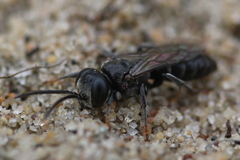 Tachysphex nitidus