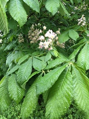 Aesculus hippocastanum