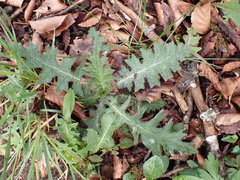 Cirsium tuberosum