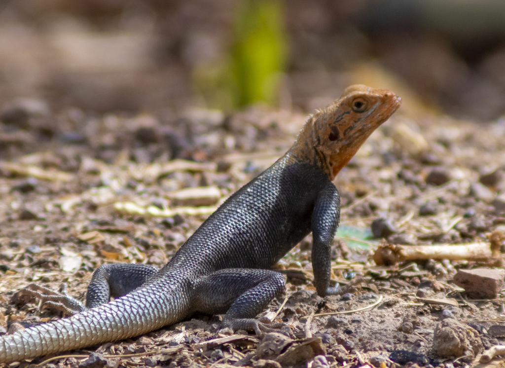 West African Rainbow Lizard from BW park Ouagadougou, Burkina Faso on