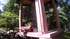 Cardinalis cardinalis