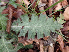 Cirsium tuberosum