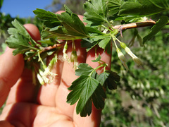 Ribes niveum