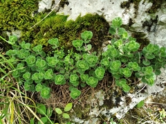 Teucrium pyrenaicum pyrenaicum