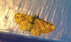 Pasiphila rectangulata