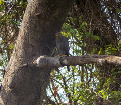 Falco ardosiaceus