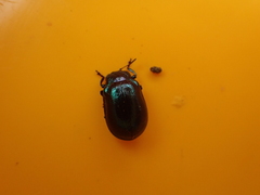 Plagiosterna aenea