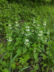 Lamium album