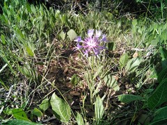 Centaurea triumfettii
