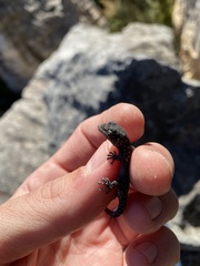 Goggia microlepidota